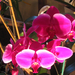 Orchid show, Orchidea bemutató 085