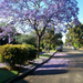 Jacaranda fa jpg