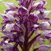 Vitézkosbor (Orchis militaris)