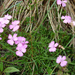 Fényes szegfű (Dianthus nitidus)