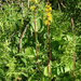 Szibériai hamuvirág (Ligularia sibirica)