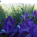 Törpe nőszirom (Iris pumila)