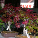 Höchstetten bonsai4