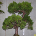 Höchstetten bonsai9