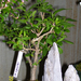 Höchstetten Bonsai17