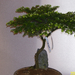 Höchstetten Bonsai37