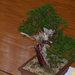 Pratteln bonsai3