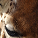 Zsiráf - Giraffa camelopardalis (DSCF4576)