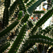 kaktuszdzsungel