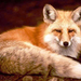 red fox picture 054