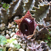 huernia zebrina flower2