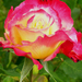 rózsa-0610