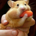 hamster eating a carrot