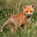 Red Fox Kit in Meadow