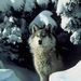 wolf+snow
