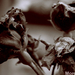 dead roses