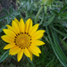 gazania