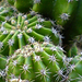 kaktuszmakro