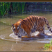tigris a vízben
