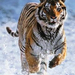 futó tigris