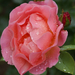 Eső után angol rózsa 1
