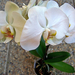 Orchidea 8155