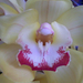 orchidea 0396