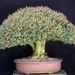 bonsai3