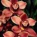 Cymbidium-orange jpg