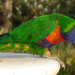 Watsons Bay:) Papagáj:)