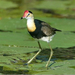 Tarajos Jacana