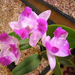 cattleya elegant