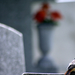 kismadár a temetőben