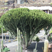 Jardín de Cactus[119] resize