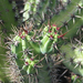 Jardín de Cactus[283] resize
