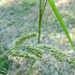 Közönséges kakaslábfű (Echinochloa crus-galli)