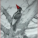 Woodpecker1 (Medium)