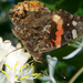 red admiral 2 (Medium)