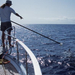 Pilot whale tagging@large