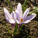 crocus