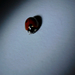 ladybug 2.