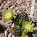 Echinocereus viridiflorus