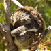 Yanchep National Park 14