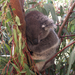 Caversham Wildlife Park Koala 2