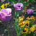 tulipánok 2