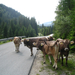 Alpentour Lila tehenek (513)