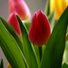 tulipán