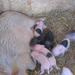 days old piglets