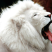 White-Lion