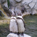 pingvin pár
